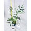 PHILODENDRON TORTUM