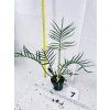 PHILODENDRON TORTUM
