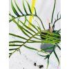 PHILODENDRON TORTUM