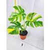 MONSTERA DELICIOSA AUREA