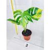 MONSTERA DELICIOSA AUREA