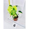 MONSTERA DELICIOSA AUREA