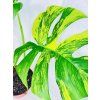 MONSTERA DELICIOSA AUREA