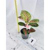 AGLAONEMA RED BALLONS