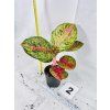 AGLAONEMA RED BALLONS