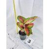 AGLAONEMA RED BALLONS