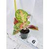 AGLAONEMA RED BALLONS