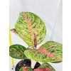 AGLAONEMA RED BALLONS