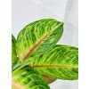 AGLAONEMA IQUANA RED
