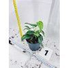 MONSTERA SILTEPECANA