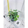 MONSTERA SILTEPECANA