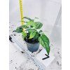 MONSTERA SILTEPECANA