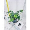 MONSTERA SILTEPECANA