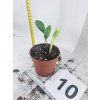 ZAMIOCULCAS CHAMELEON