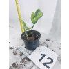 ZAMIOCULCAS CHAMELEON
