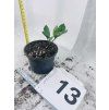 ZAMIOCULCAS CHAMELEON
