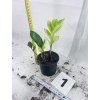 ZAMIOCULCAS CHAMELEON
