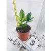 ZAMIOCULCAS CHAMELEON