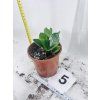 ZAMIOCULCAS CHAMELEON