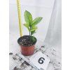 ZAMIOCULCAS CHAMELEON