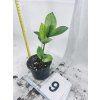 ZAMIOCULCAS CHAMELEON