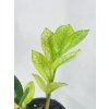 ZAMIOCULCAS CHAMELEON