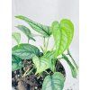 MONSTERA SILTEPECANA