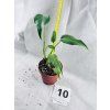 MONSTERA BURLE MARX FLAME