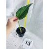 MONSTERA BURLE MARX FLAME