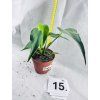 MONSTERA BURLE MARX FLAME