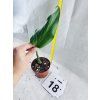 MONSTERA BURLE MARX FLAME