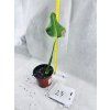 MONSTERA BURLE MARX FLAME