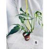 MONSTERA BURLE MARX FLAME