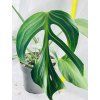 MONSTERA BURLE MARX FLAME