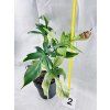 PHILODENDRON FLORIDA GHOST