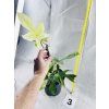 PHILODENDRON FLORIDA GHOST