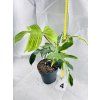 PHILODENDRON FLORIDA GHOST