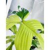 PHILODENDRON FLORIDA GHOST