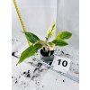 AGLAONEMA SALMON FANTASY