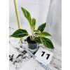 AGLAONEMA SALMON FANTASY