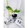 AGLAONEMA SALMON FANTASY