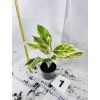 AGLAONEMA SALMON FANTASY
