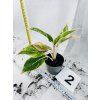 AGLAONEMA SALMON FANTASY