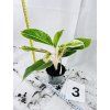 AGLAONEMA SALMON FANTASY