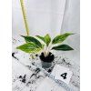 AGLAONEMA SALMON FANTASY