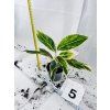 AGLAONEMA SALMON FANTASY