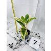 AGLAONEMA SALMON FANTASY