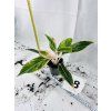 AGLAONEMA SALMON FANTASY