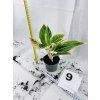 AGLAONEMA SALMON FANTASY