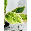 AGLAONEMA SALMON FANTASY